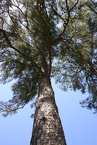 Trees - Pate Cemeter (Spring 2013)